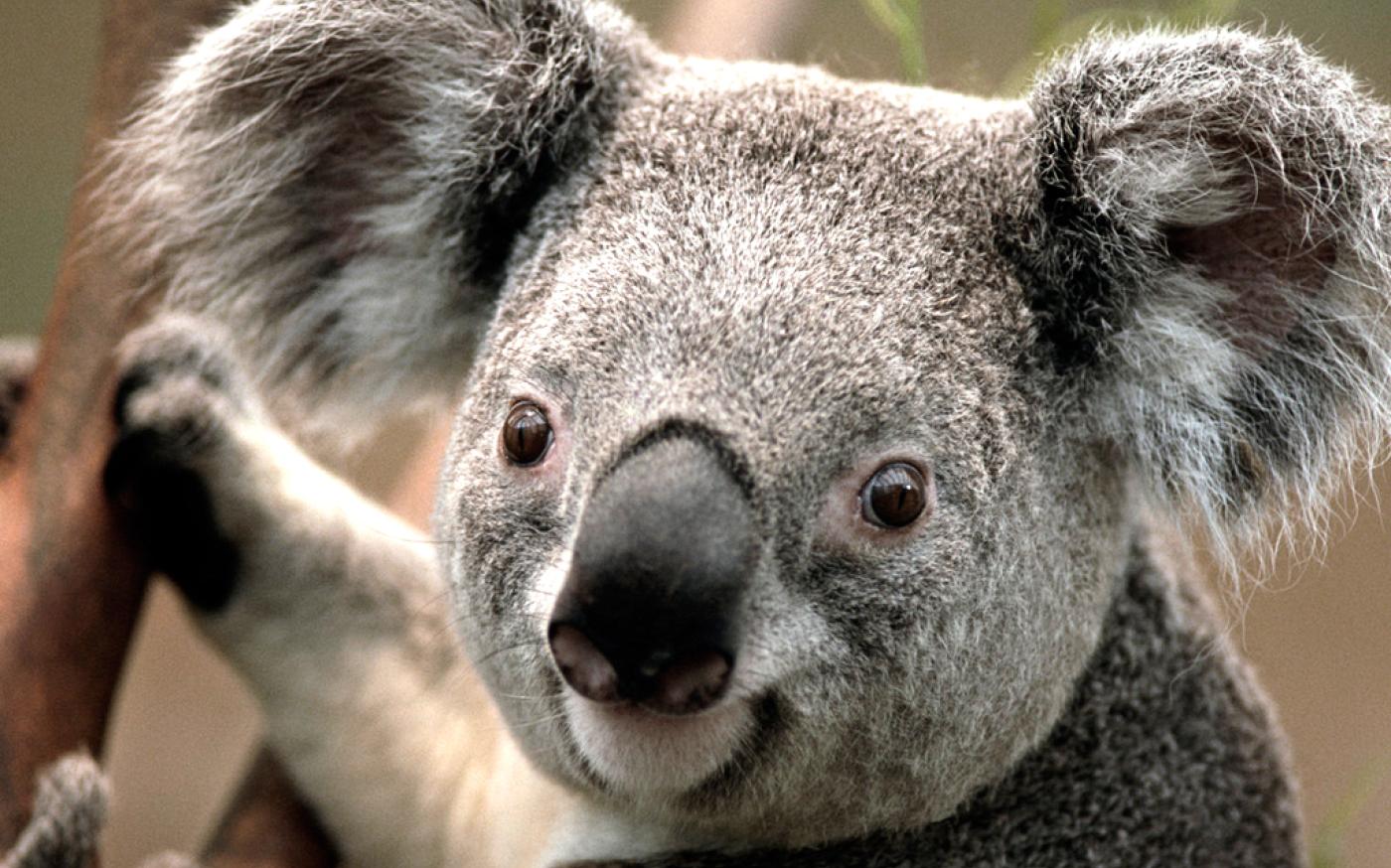 Koala_0