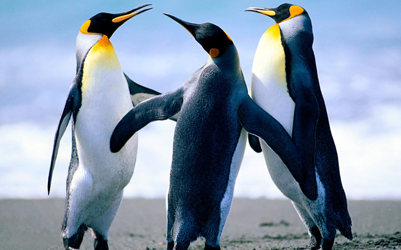 Penguins_1