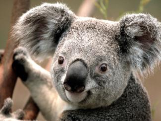 Koala_0