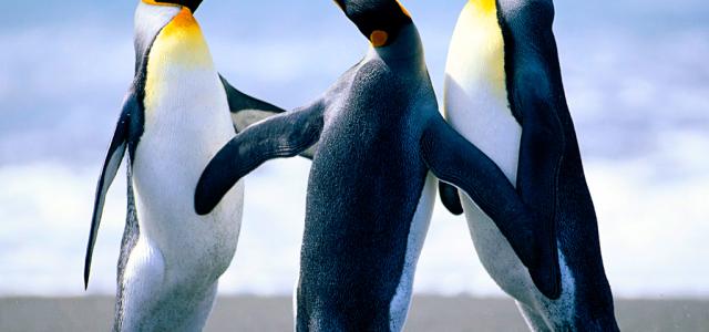 Penguins_0